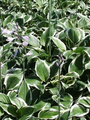Patriot Hosta