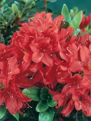 Hot Shot Azalea