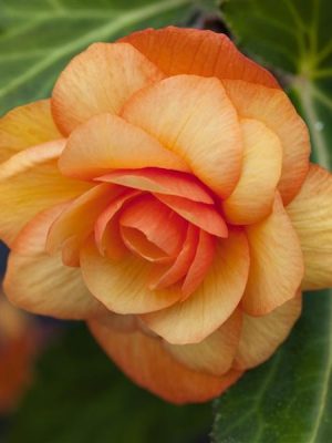 Begonia 'Illumination Apricot Shades'
