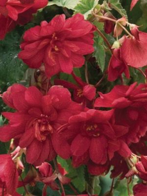 Begonia 'Illumination Scarlet'