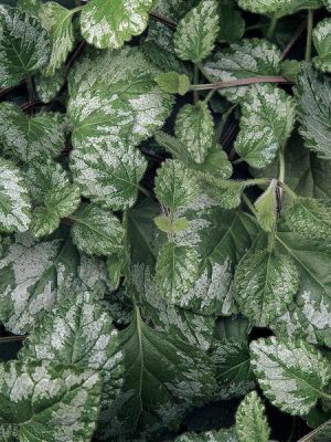 Lamium Jade Frost'