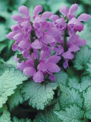 Lamium 'Orchid Frost'