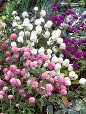 Gomphrena 'Las Vegas Mix'