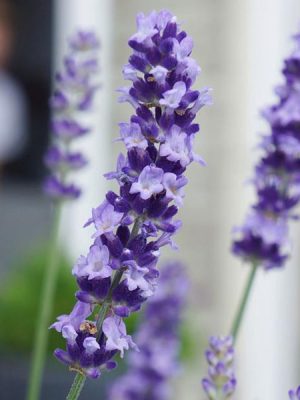 Lavender 'Big Time Blue'
