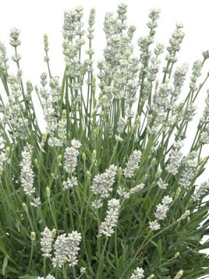Lavender 'La Diva Spirit White'
