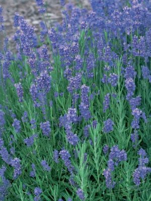 Munstead English Lavender