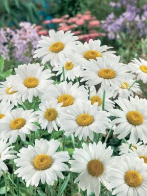 Becky Shasta Daisy