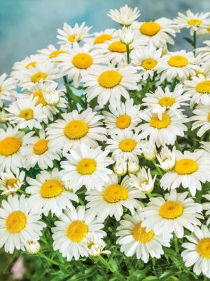 Snowcap Shasta Daisy