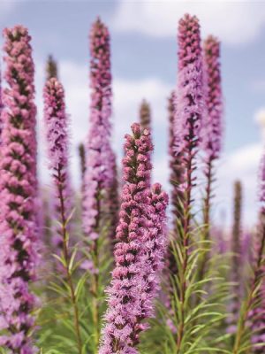 Liatris spicata