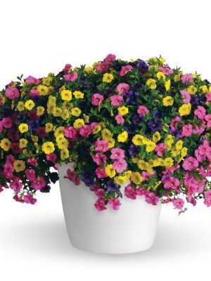 3 in 1 Plant Trixi 'Lollipop'