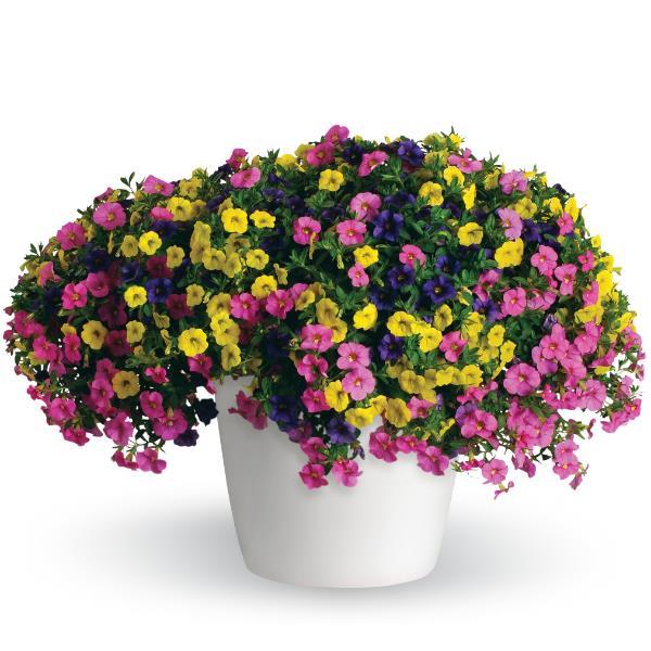 3 in 1 Plant Trixi 'Lollipop'