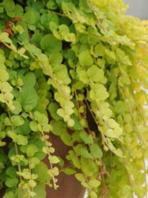Lysimachia 'Goldi'