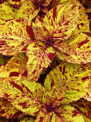 Coleus 'Marble Mania'