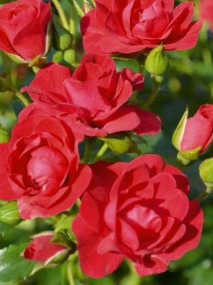 Mini Cherry Flower Carpet Rose