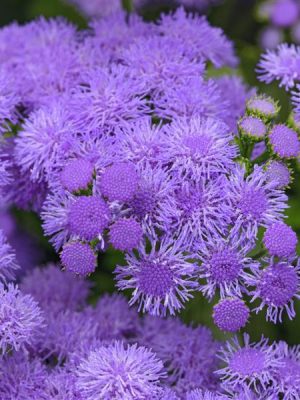 Ageratum 'Monarch Magic'