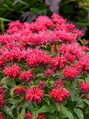Sugar Buzz Cherry Pops Bee Balm