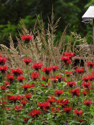 Bee Balm 'Jacob Cline'