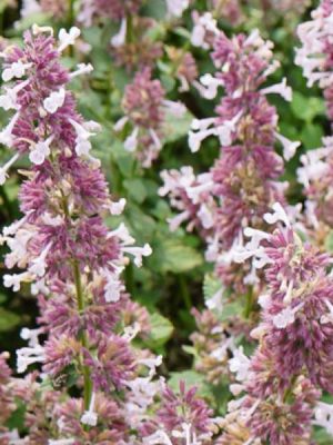Catmint 'Whispurr Pink'