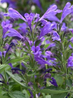 Catmint 'Prelude Purple'