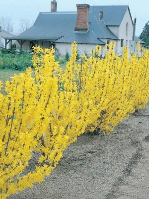 Northern Gold Forsythia