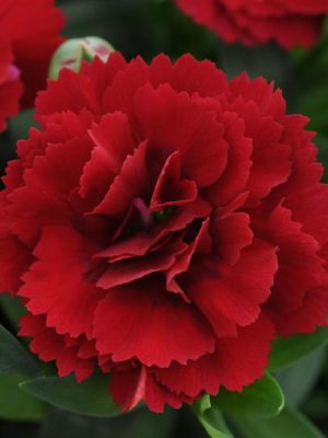 Dianthus 'Oscar Dark Red'