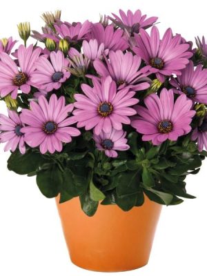 Osteospermum 'Margarita Purple'