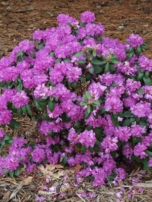 P.J.M. Elite Rhododendron