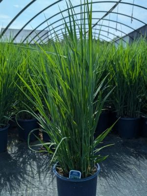 Northwind Switch Grass