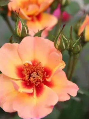 Peach Flower Carpet Rose