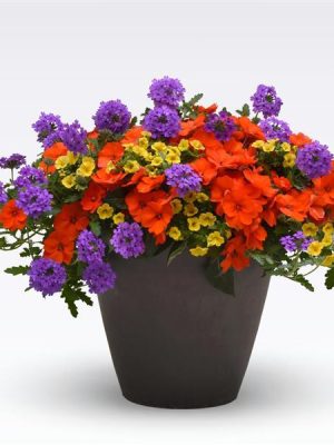 3 in 1 Plant Mixmasters 'Peach of My Heart'