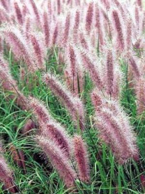 Red Head Fountain Grass