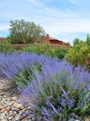 CrazyBlue Russian Sage