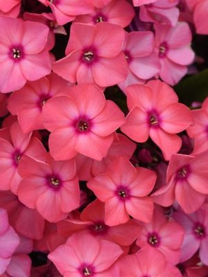 Phlox 'Super Ka-Pow Coral'