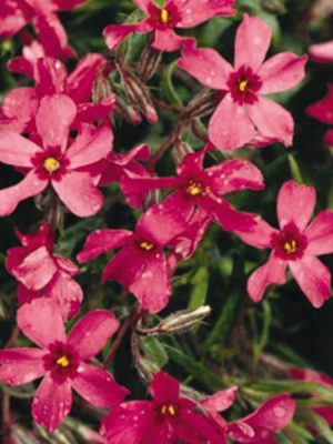 Phlox 'Crimson Beauty'