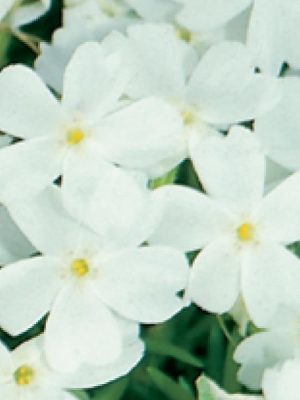 Phlox 'White Delight'