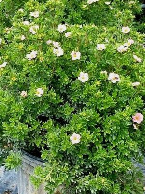 Pink Beauty Cinquefoil