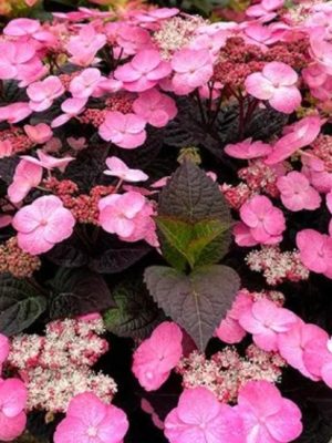 Pink Dynamo Mountain Hydrangea