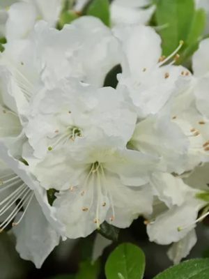 Pleasant White Azalea