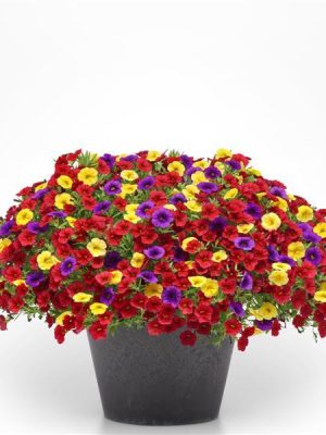 3 in 1 Plant Mixmasters 'Poppin' Primaries'
