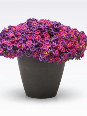 3 in 1 Plant Mixmasters 'Powers That Bee'