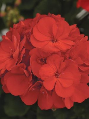 Geranium 'Presto Brilliant Red'