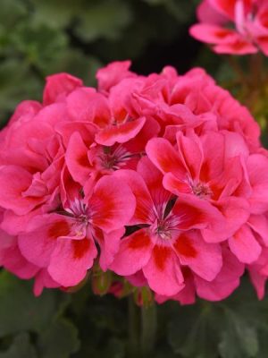 Geranium 'Presto Pink+Eye'