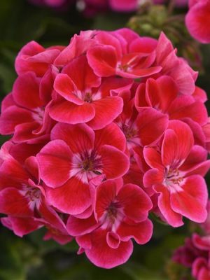 Geranium 'Presto Rose Flare'