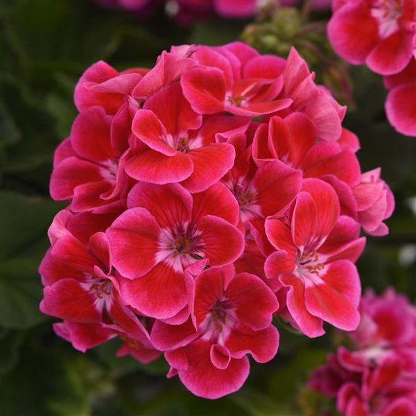 Geranium 'Presto Rose Flare'