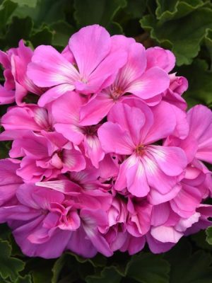 Geranium 'Presto Shocking Blue'