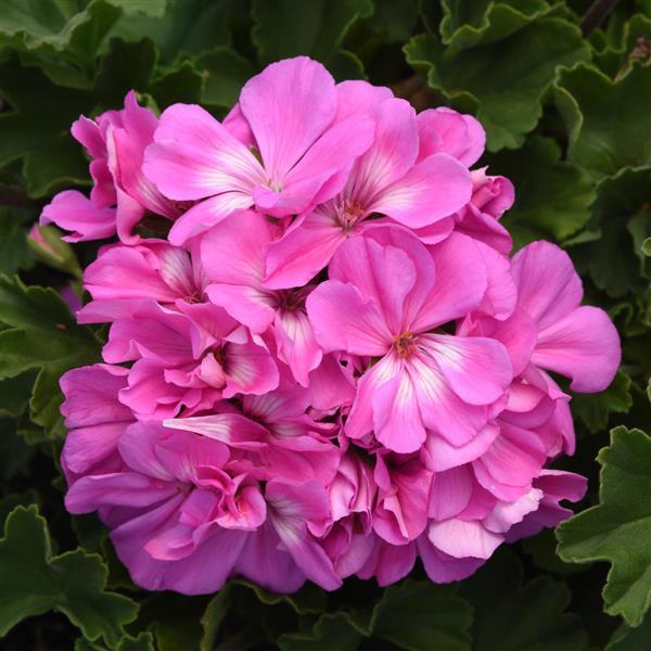 Geranium 'Presto Shocking Blue'
