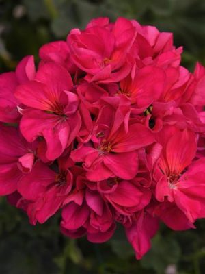 Geranium 'Presto Violet'