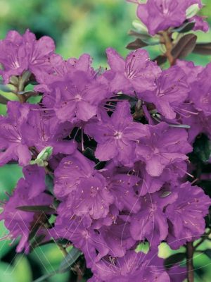 Purple Gem Rhododendron