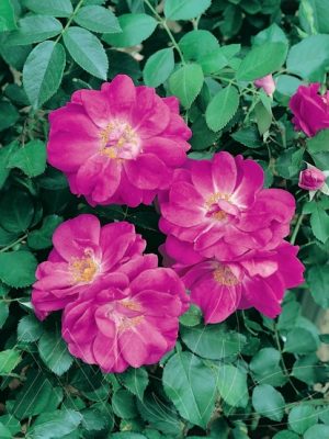 Purple Pavement Rose