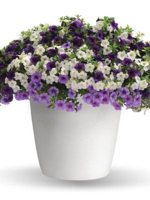 3 in 1 Plant Trixi 'Purple with a Purpose'